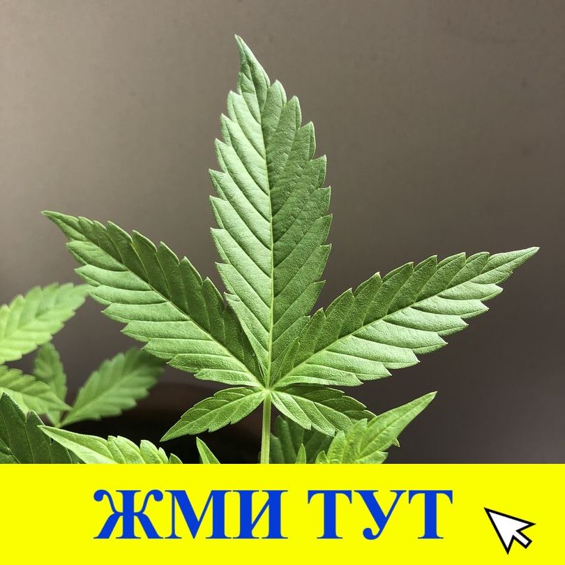 Купить наркотики в Майкопе